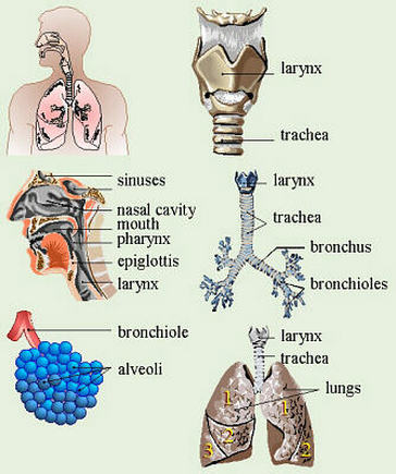 About - Respiratory System